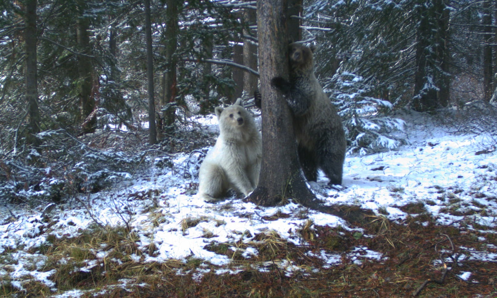 White grizzly bear photographed in Canadian Rockies