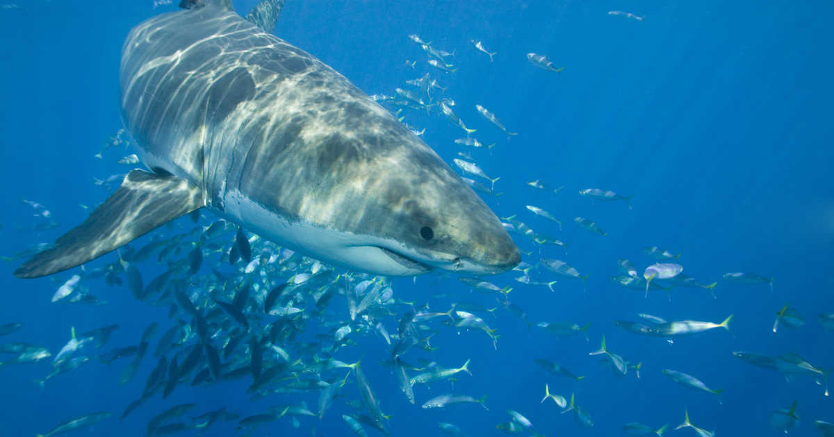 Great white sharks have been swarming the beaches in North and South Carolina due to the warming weather over the recent weeks