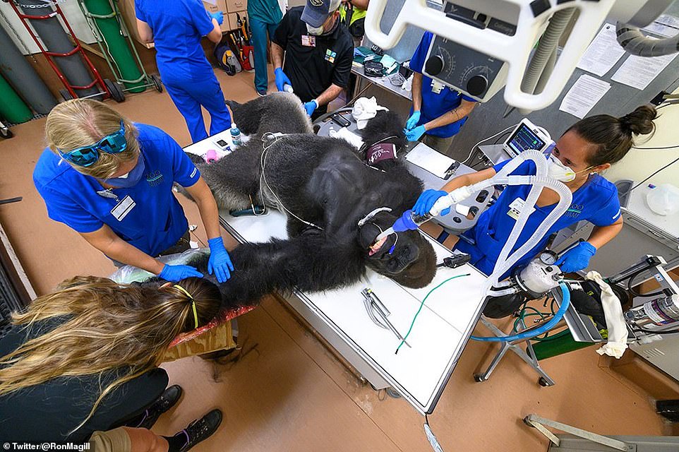 Gorilla tested for coronavirus