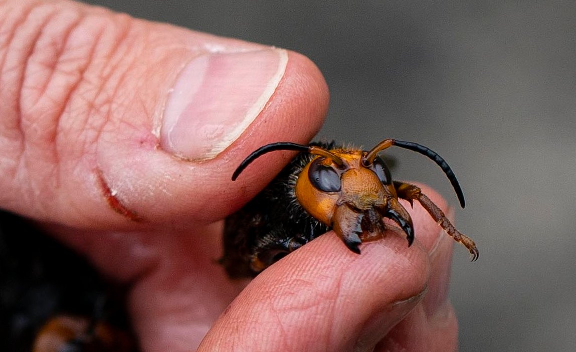 Deadly Invasive Hornet Species From Asia Found in Washington State